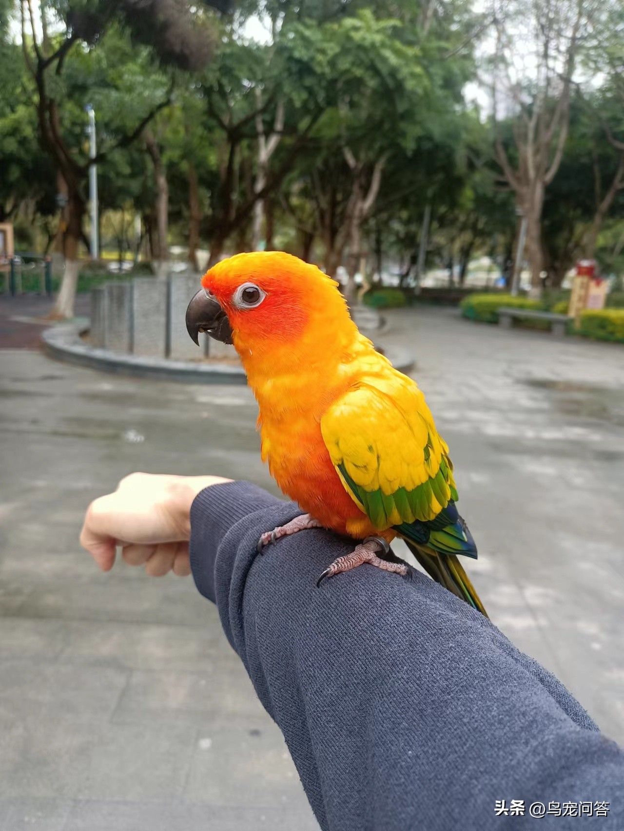 金太阳鹦鹉突然大量喝水,鹦鹉突然有呕吐动作