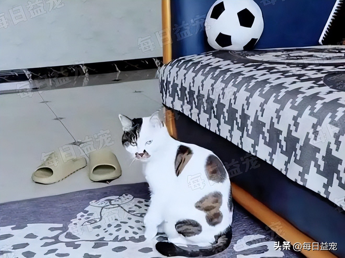 世界杯火了的猫,足球世界杯猫