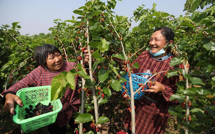 酿造桑葚酒正宗制作方法,怎样泡桑葚酒和制作桑葚果酒
