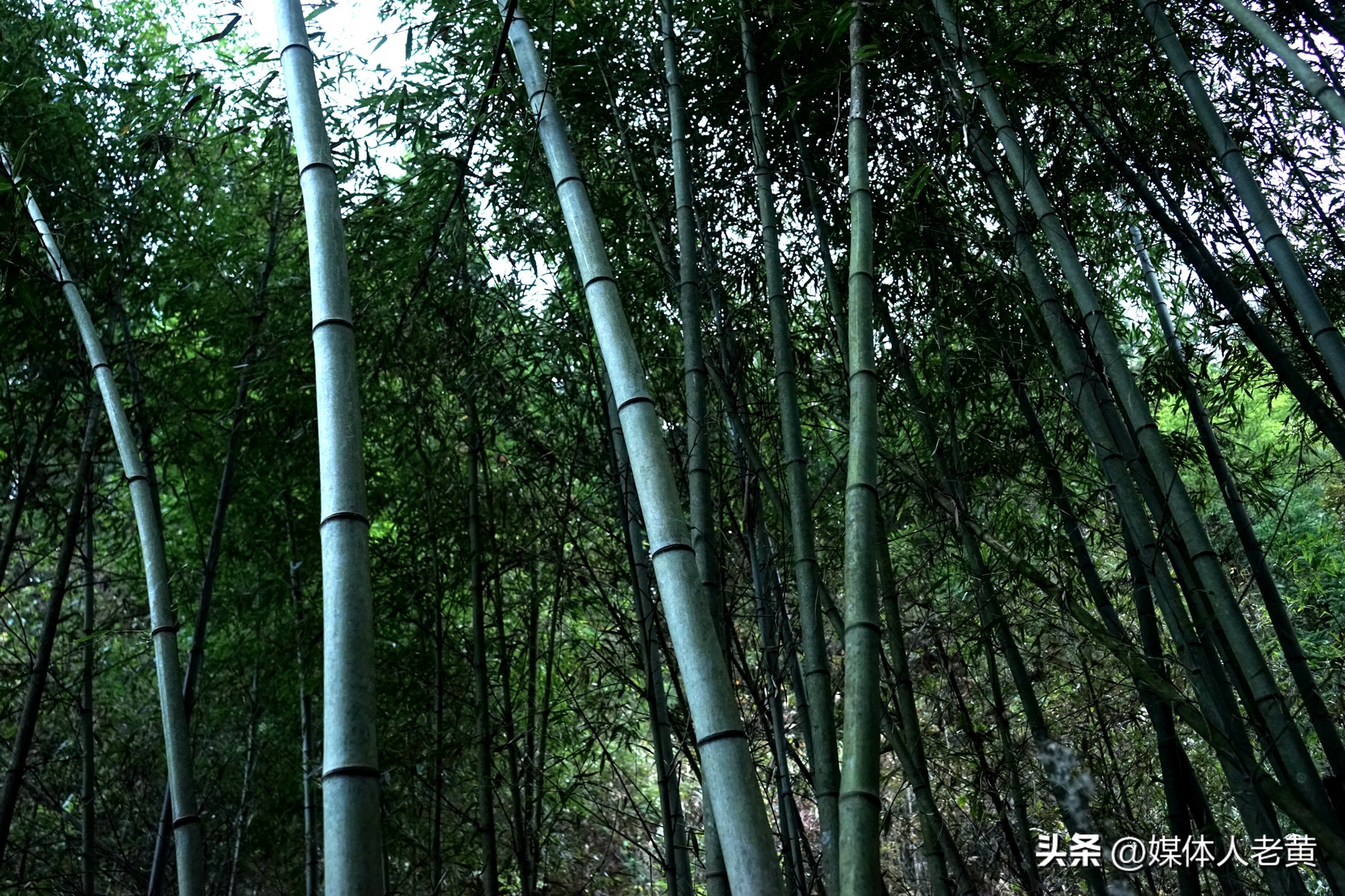 藤编工艺加工厂,藤编工艺品加工外发