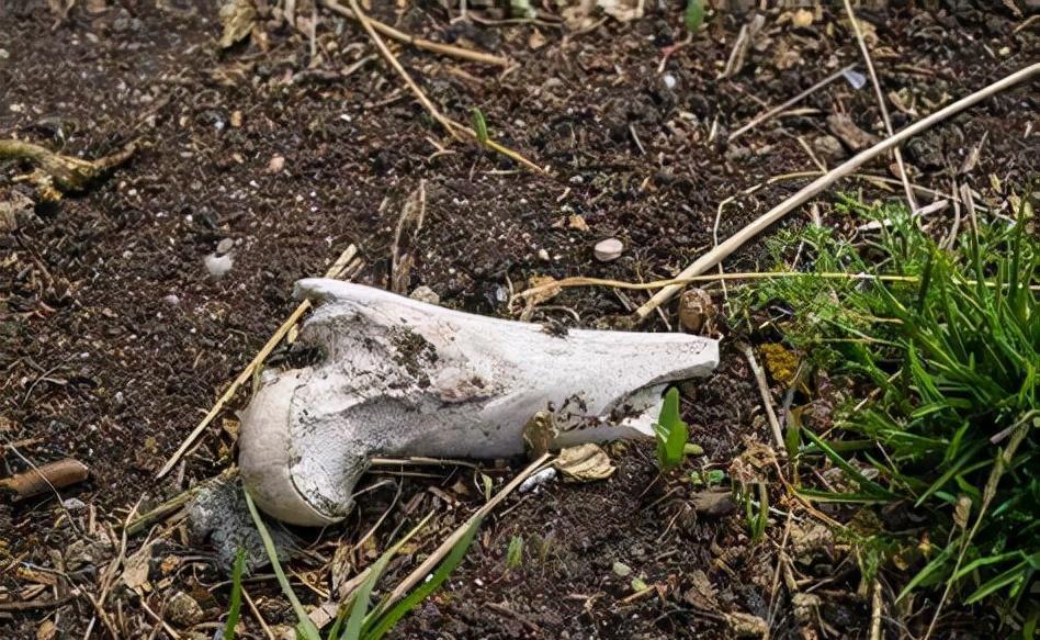 婆婆被害儿媳失踪,婆婆媳妇被杀案