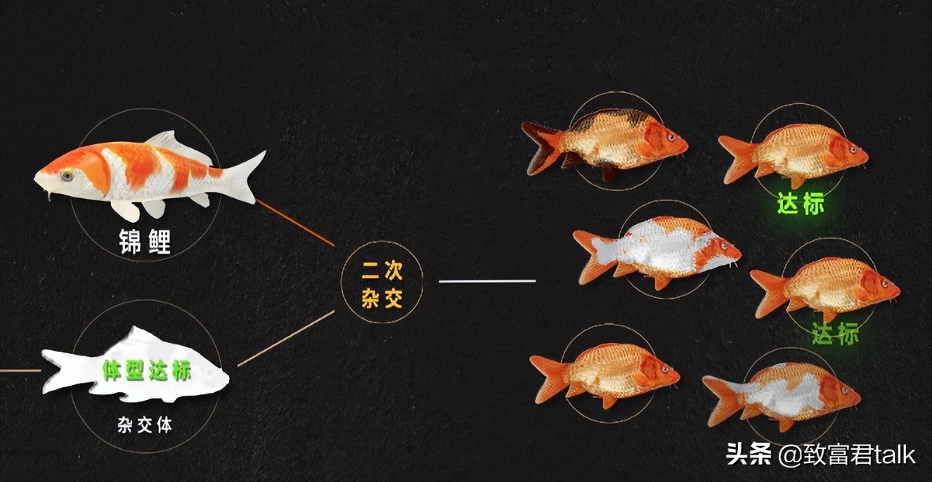 别转发锦鲤了转运秘诀在这里,锦鲤转运转发