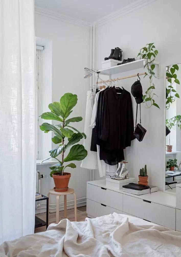 客厅实用盆栽植物有哪些,客厅一般放什么植物盆栽比较好