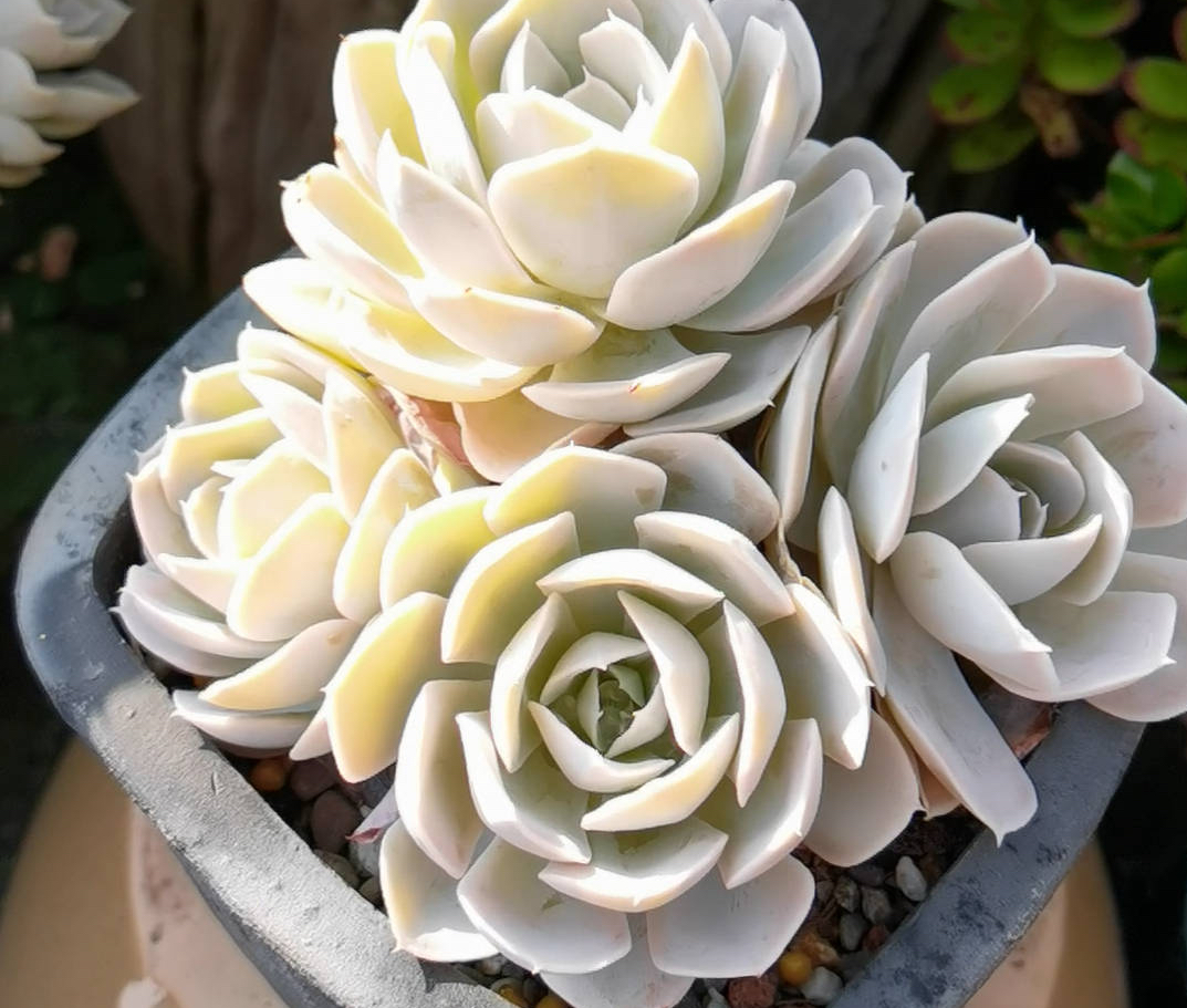 养多肉的100个方法,怎么养多肉才能养得最好