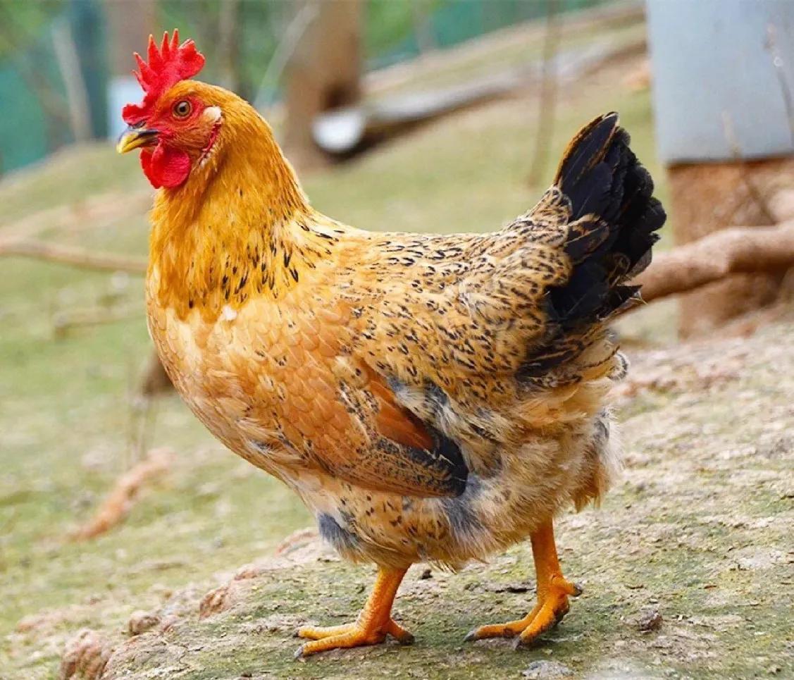 黄鼠狼给鸡拜年动画,黄鼠狼给鸡拜年故事完整版