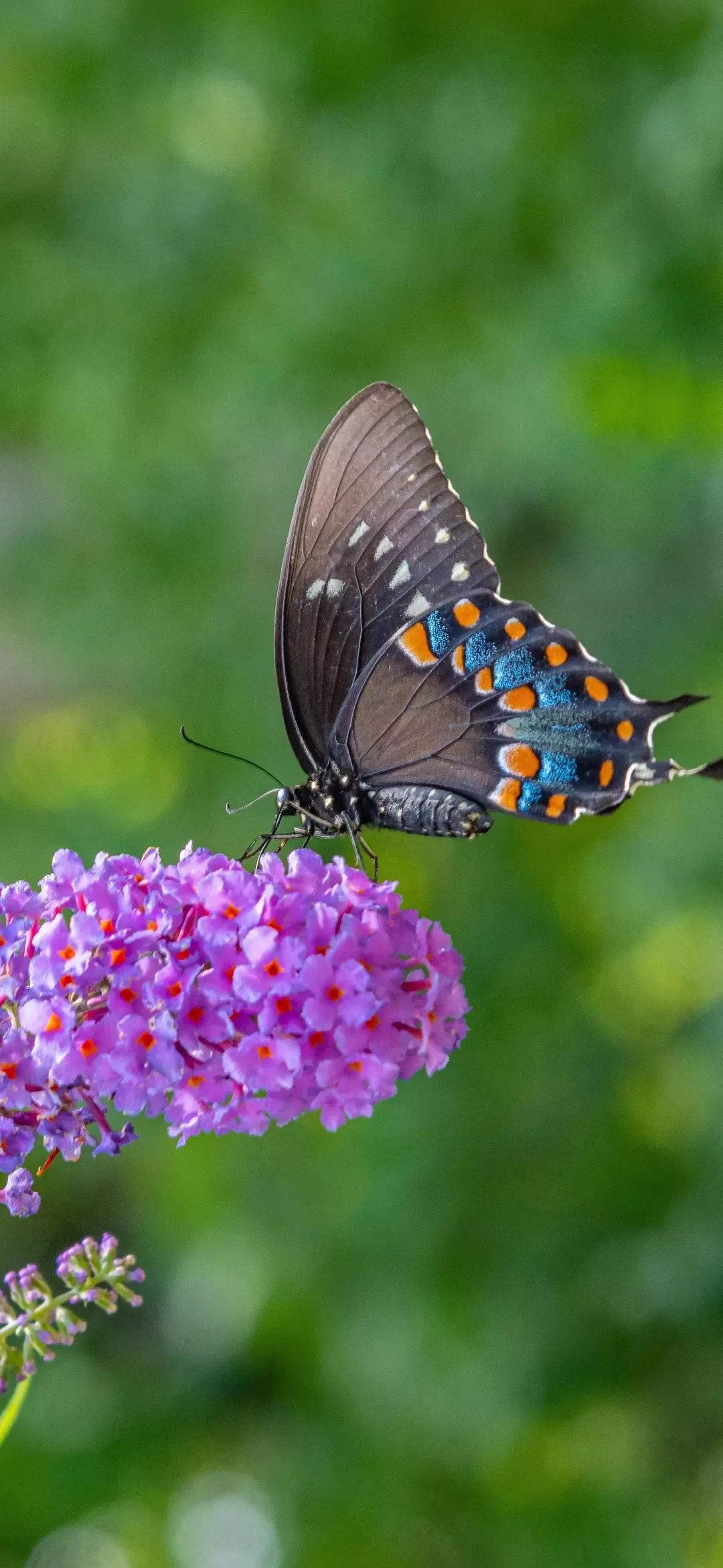 歼20高清壁纸4k全屏无水印,精选壁纸高清无水印高级感