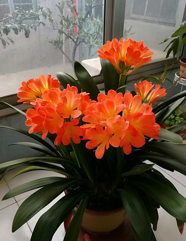 这10种花冬天最怕水越浇越死,5种花浇不死浇水越多长得越旺