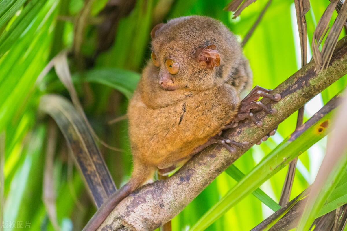 世界上最可爱的十种动物排行榜,世界上十种最可爱的动物