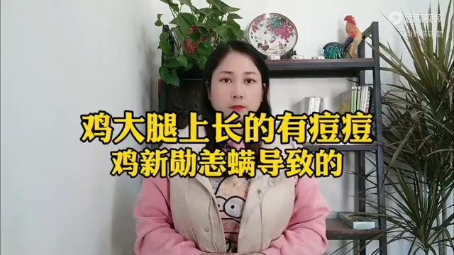 鸡大腿上有米粒疙瘩图片,鸡大腿长肉疙瘩怎么回事