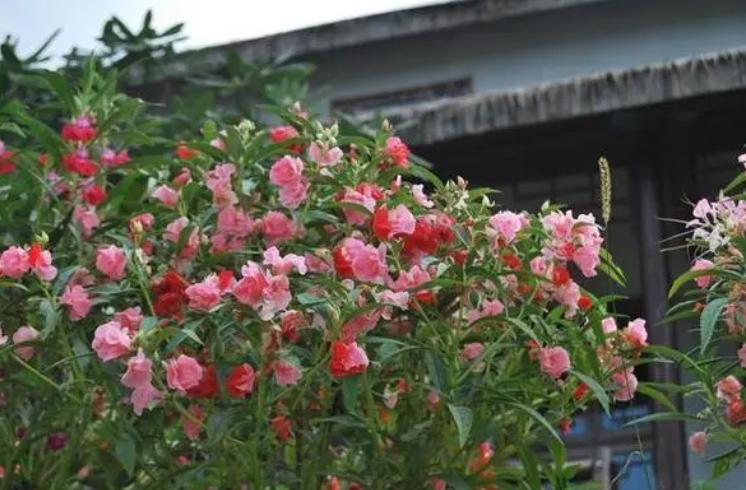 10种春天的花图片,适合春天种夏秋开的花