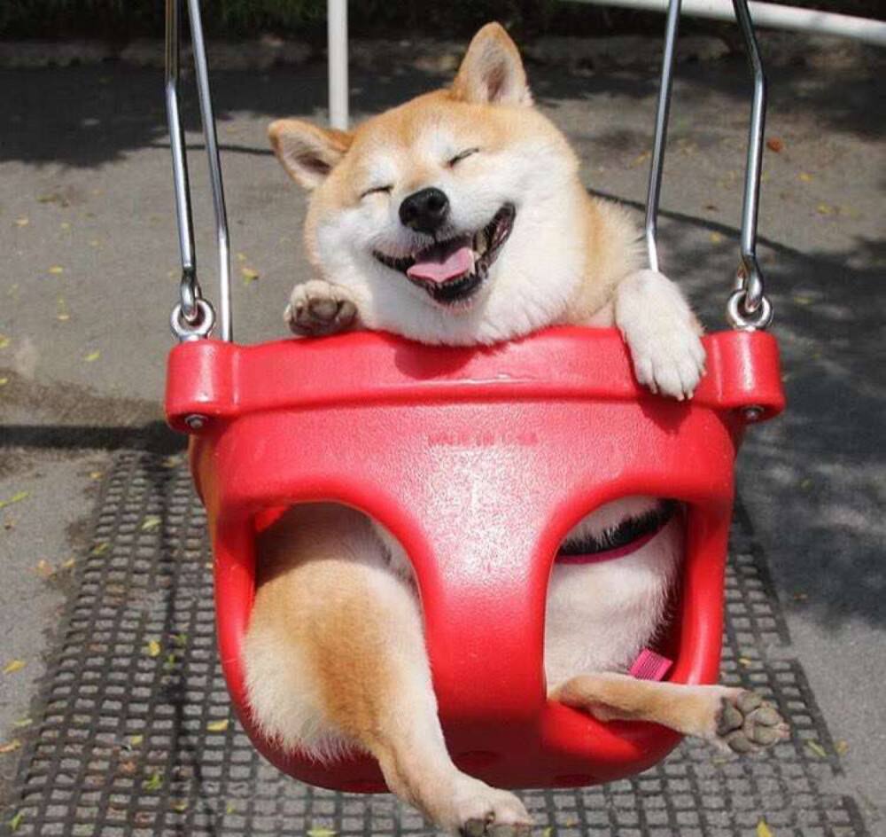 无体味不掉毛不拆家不叫的狗,体味最大的狗狗排行榜前十位