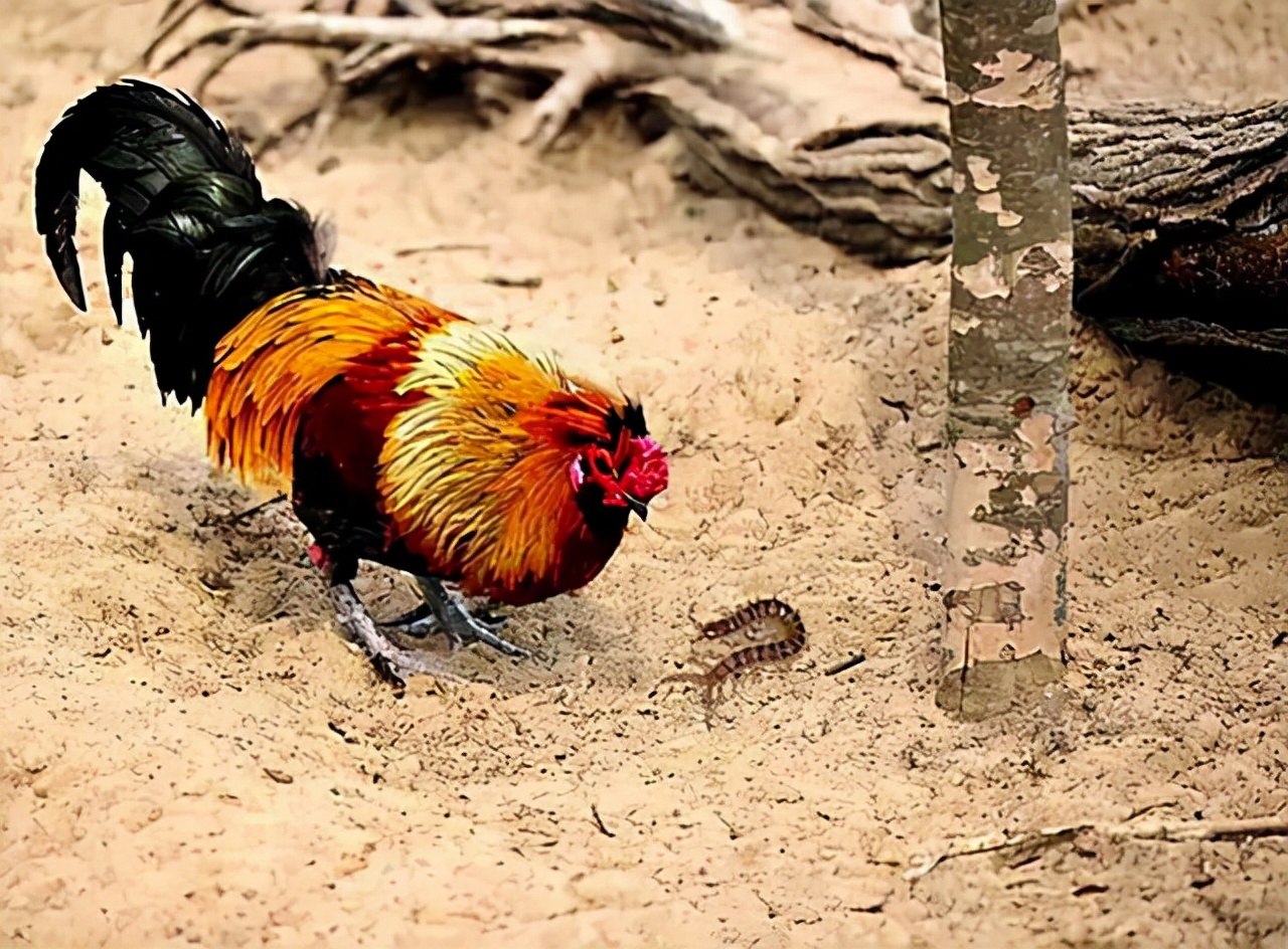 蜈蚣和公鸡谁最强,公鸡为什么能打败蜈蚣