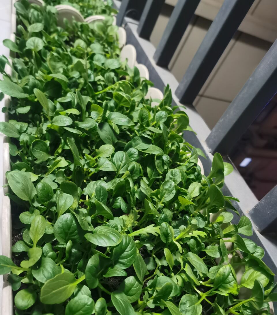 阳台种菜的最佳方法,阳台种菜的方法和技巧大全