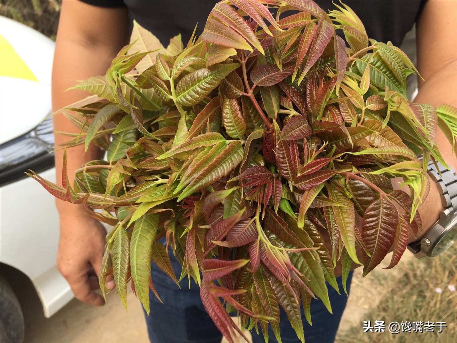 香椿各个季节都能吃吗,新鲜的香椿可以吃到几月份