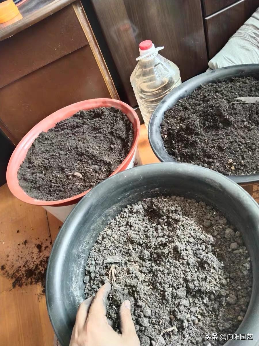 草木灰能根除土壤的病虫害吗,草木灰作用与防治方法