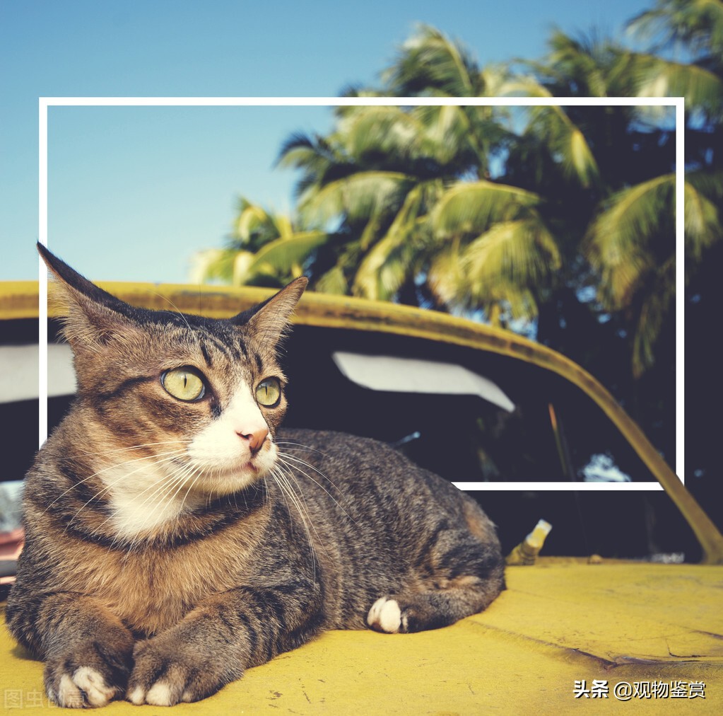 长途汽车可以带宠物猫的吧,大巴车可以带猫吗怎么过安检