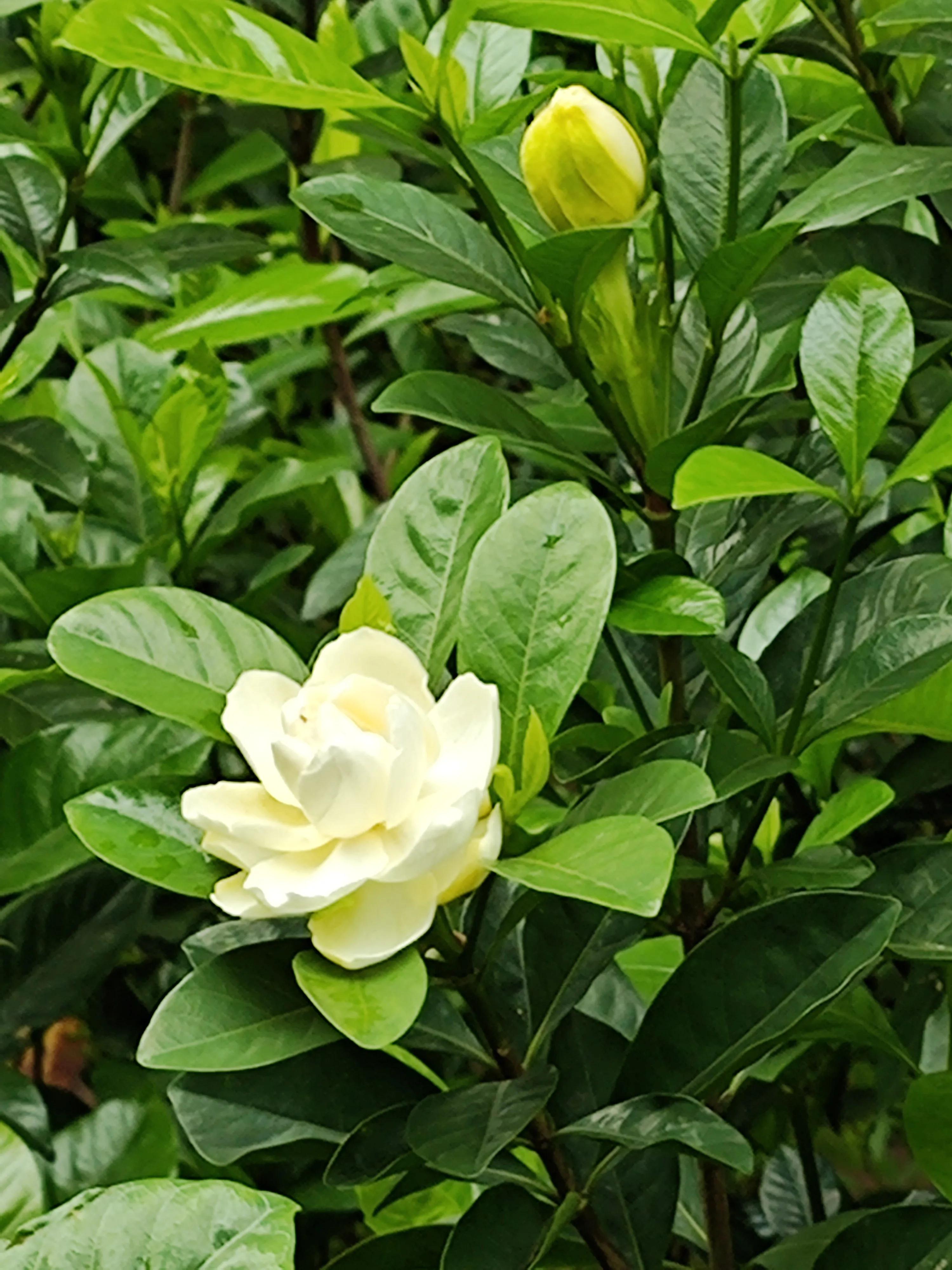 夏天就是浪漫的世界,夏天就是太阳花的世界