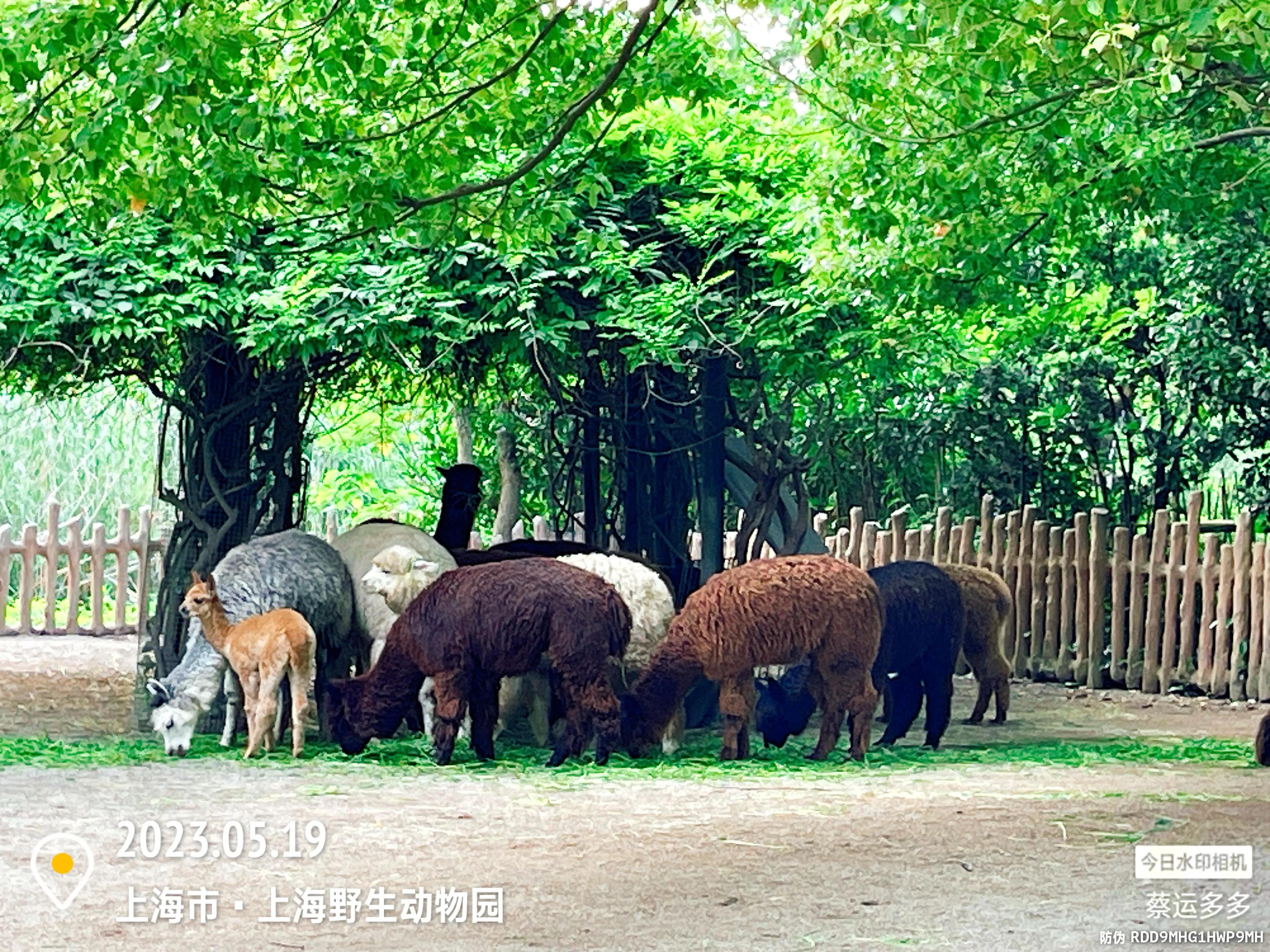 我喜爱的动物是小猫,什么动物招人喜爱