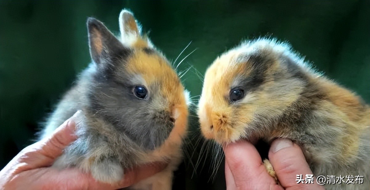 为什么有些兔子可以倒立行走,兔子居然还会练功