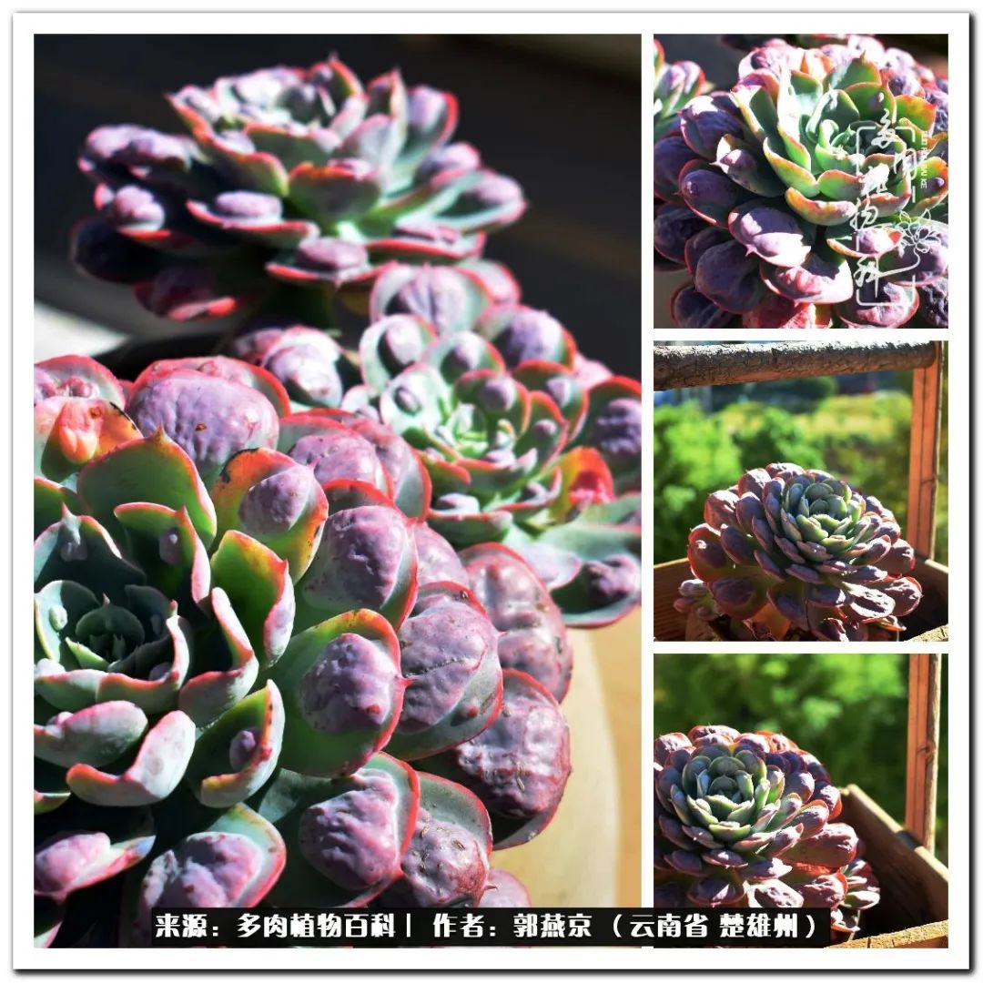小院的多肉陪我度过春夏秋冬,好度夏又好过冬的多肉