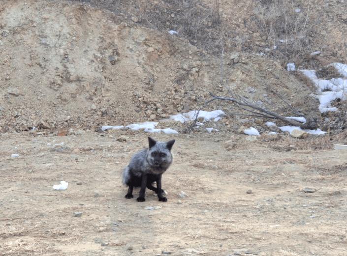 野生狐放生罕见一幕,北京发现银黑狐