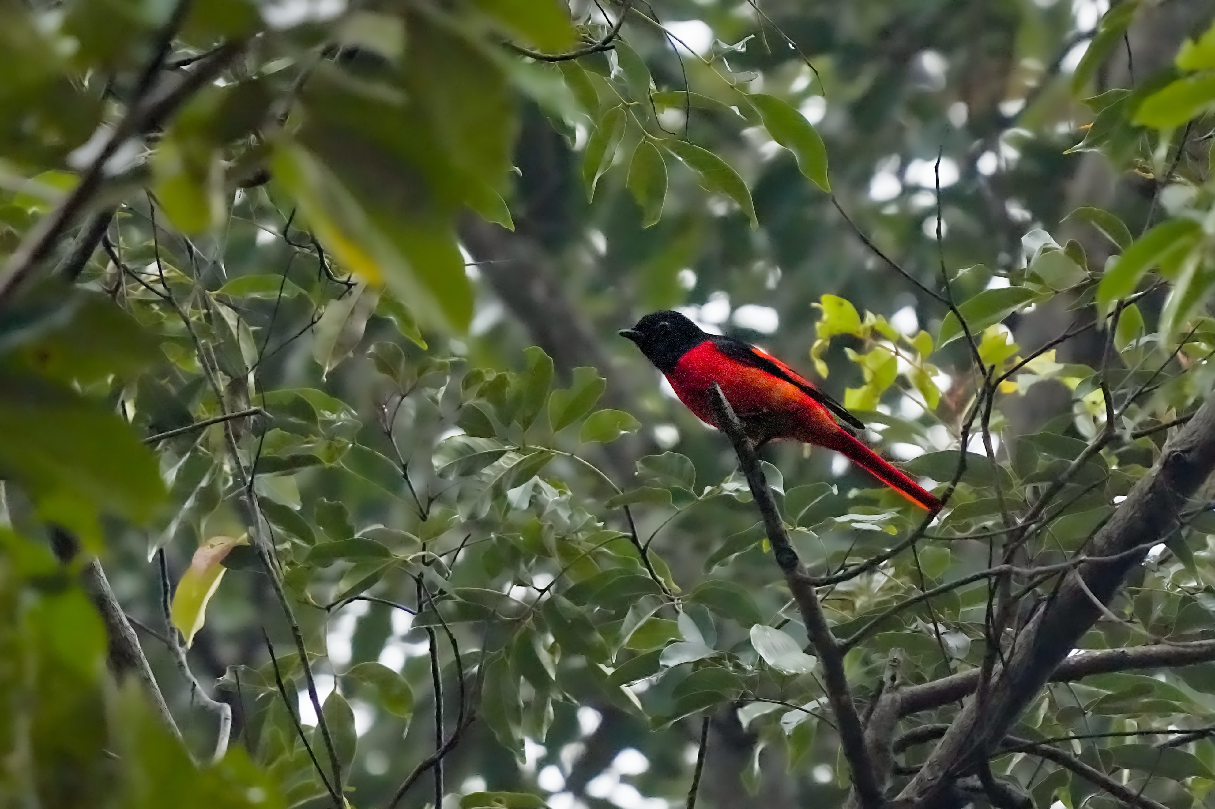 海南观鸟随记5霸王岭儋州湾勺嘴鹬领角鸮仓鸮