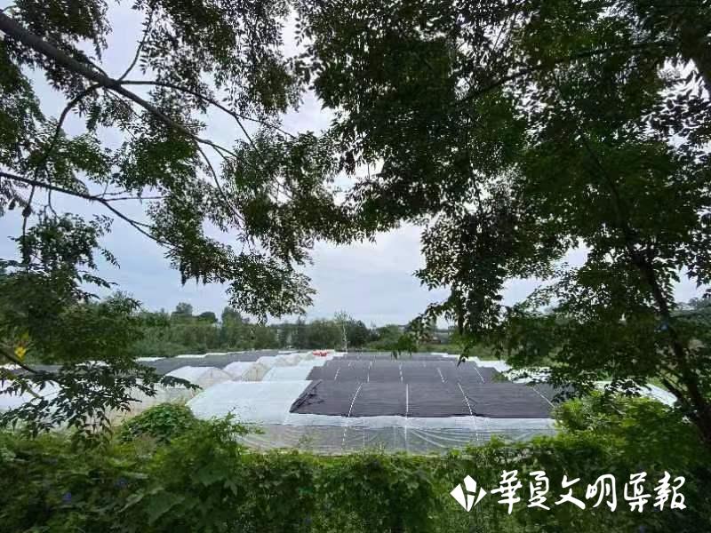 小蚂蚱串起产业链,小蚂蚱致富