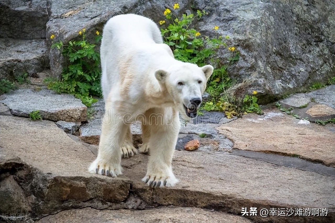 你看过海豚跃起的瞬间吗,你见过海豚湾吗