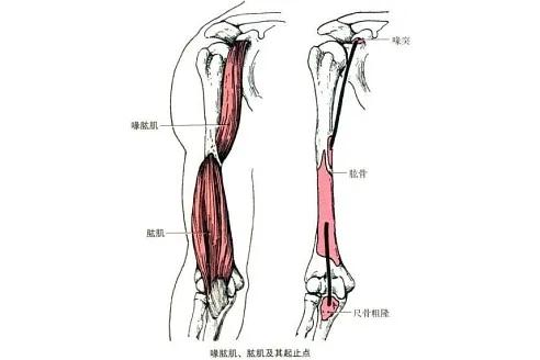 手臂主要经脉功能,如何快速锻炼手臂肌肉