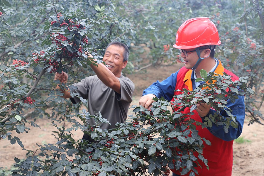 天水花椒生产基地,天水花椒管理