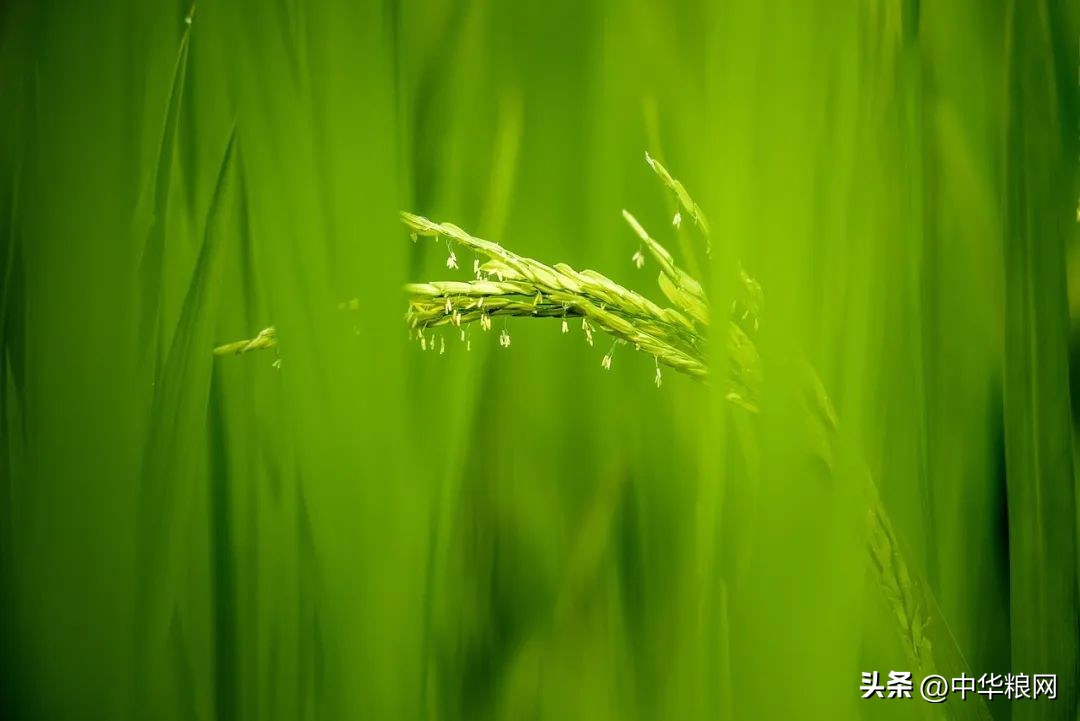 稻米产业提质增效方法,水稻产业促乡村振兴