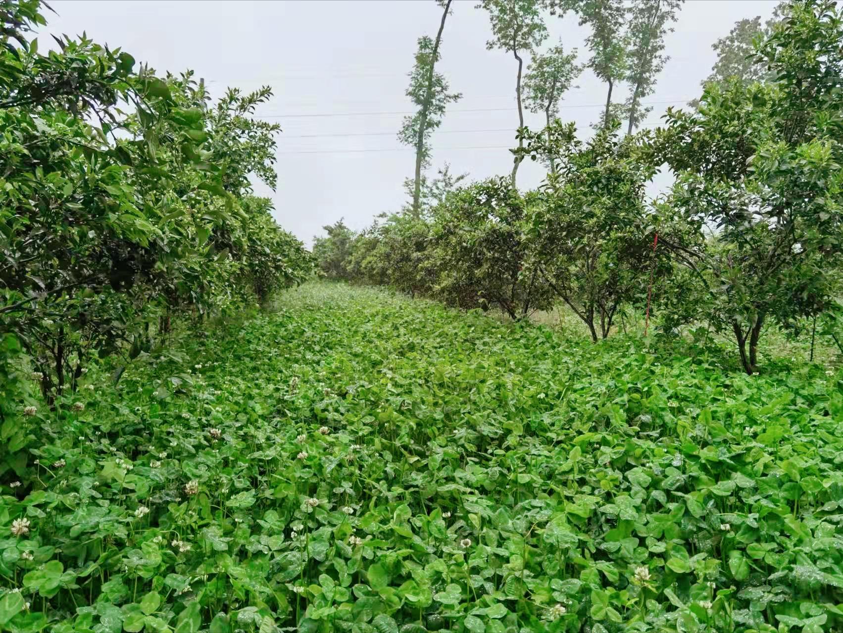 果园里的杂草怎么消灭最好,果园杂草太多如何科学控草