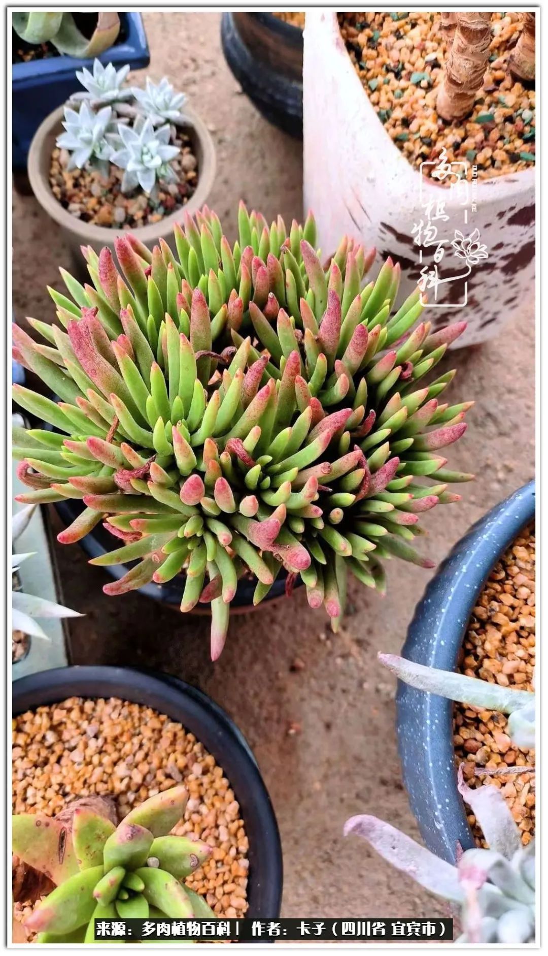 送我一轮明月文案,送我一轮明月