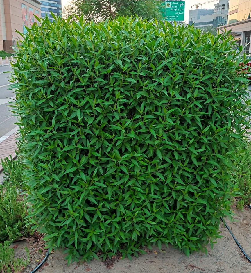 迪拜适合养什么植物,迪拜常见花草