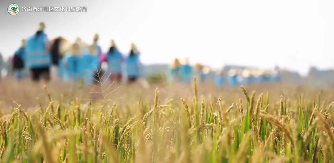 济南采摘园推荐最新,济南采摘园推荐秋季