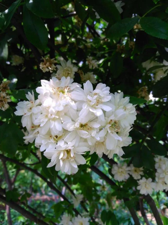花开荼蘼花事了诗句,花开到荼蘼的诗句