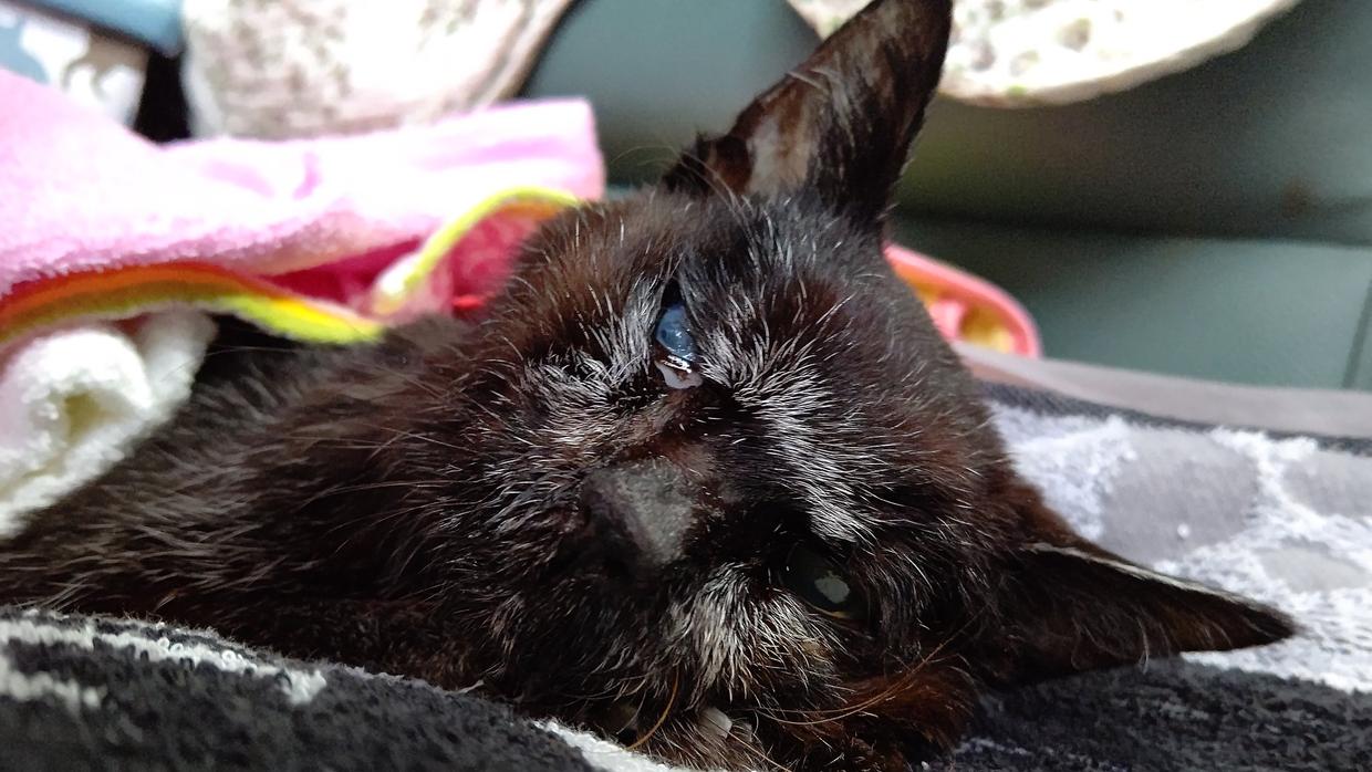 最长寿猫咪死亡,世界上最长寿的猫咪去世