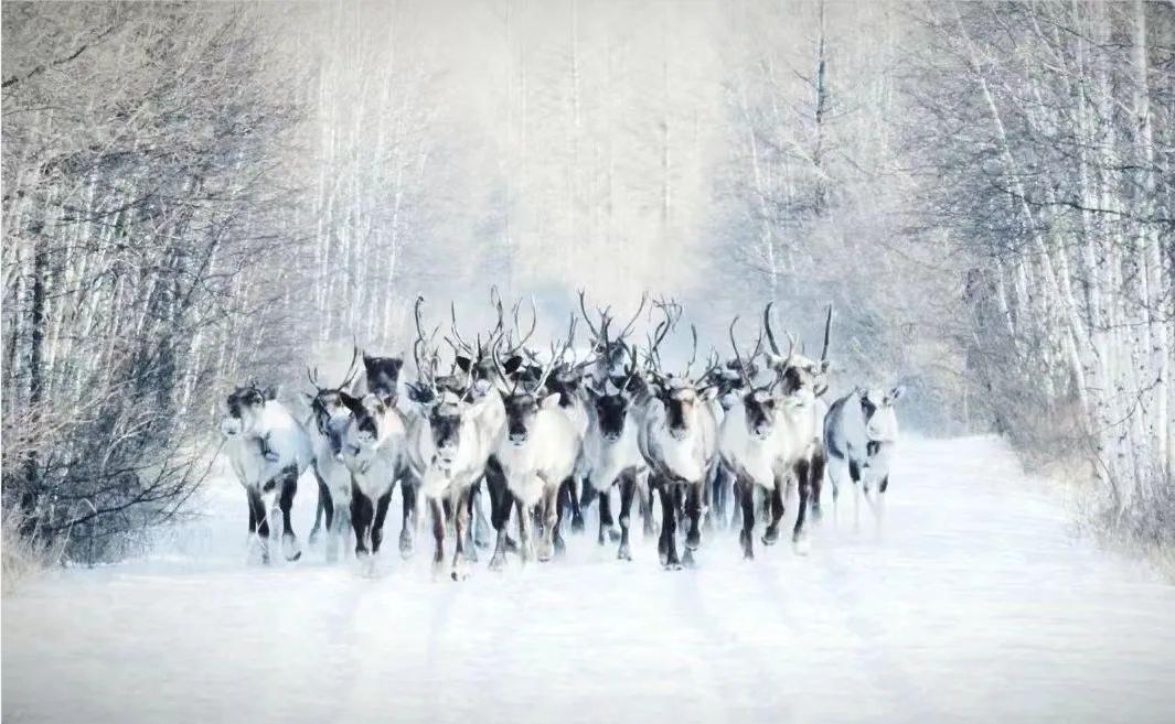 呼伦贝尔：做大生态“绿银行”托起百姓“致富梦”——深入践行习*平近**生态文明思想系列报道之六