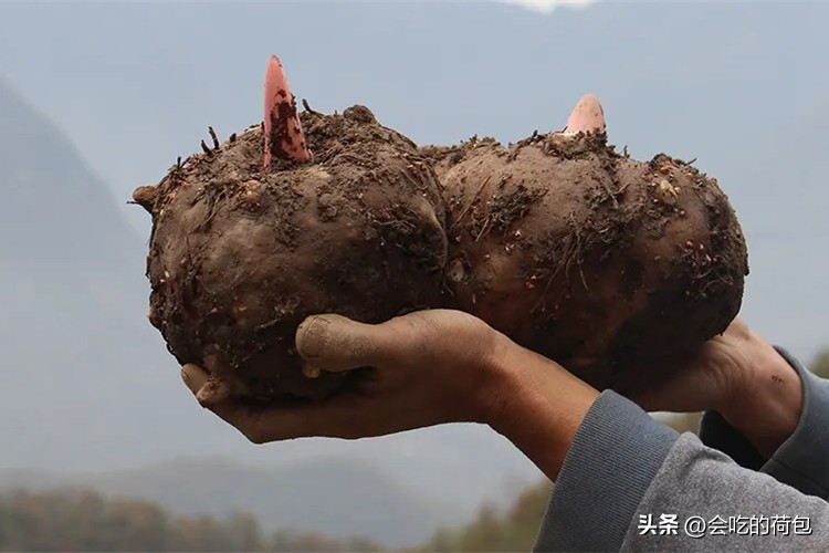 减脂期能吃南瓜玉米面窝头吗,最好的减脂食物南瓜