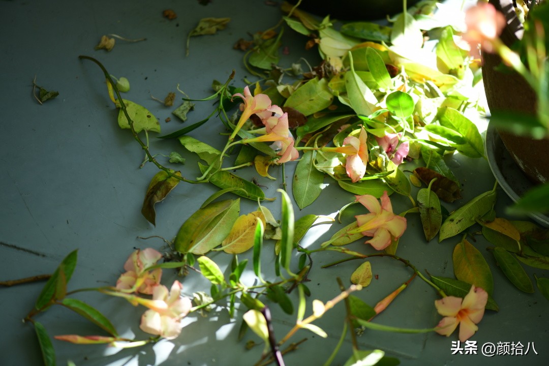 植物冬天屋里冻伤了怎么办,植物冻死了怎么救活