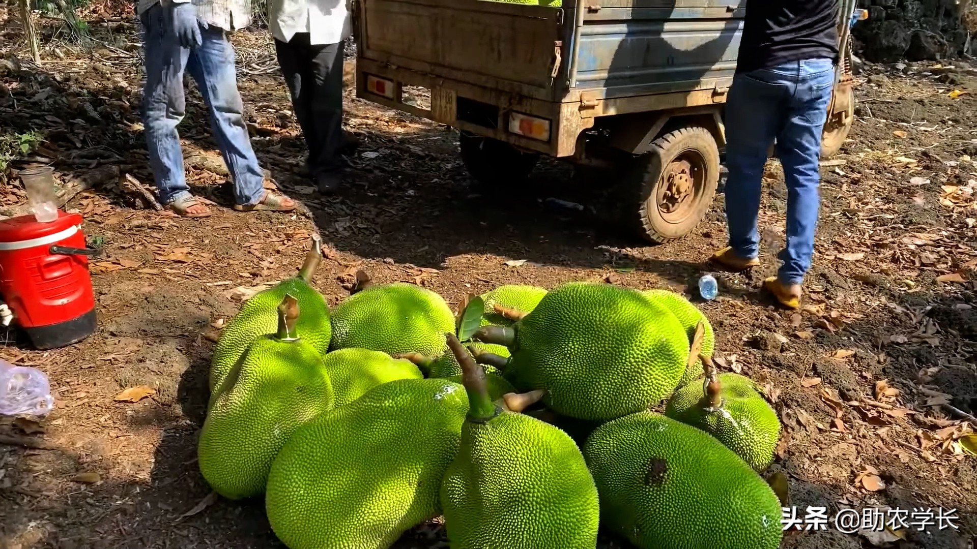 马来西亚1号菠萝蜜种植技术管理,黄肉菠萝蜜的种子种植会结果吗