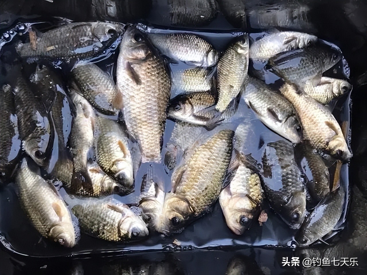 钓鱼看温度还是温差,钓鱼看水温技巧