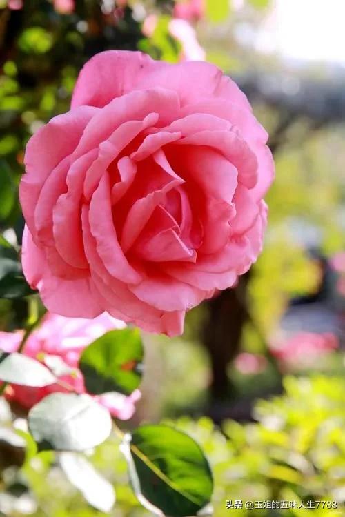 睡觉前躺着玩手机危害有多大,孕妈玩手机对孩子的危害