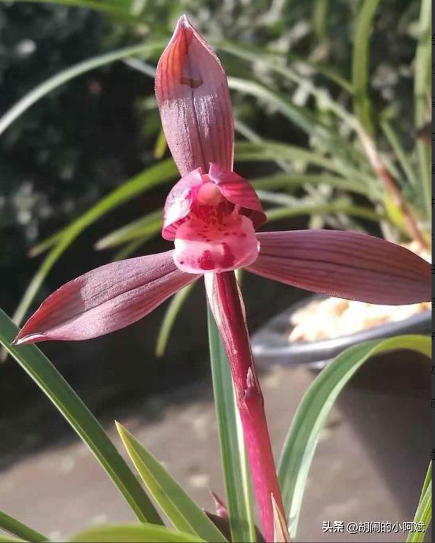 兰花必养经典品种,隐藏的兰花