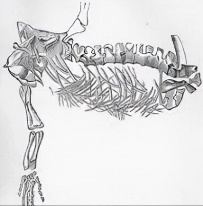 恐龙立体书科普恐龙,恐龙科普全集