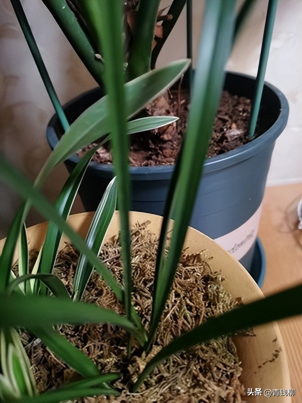 寒兰养殖方法,挑选寒兰