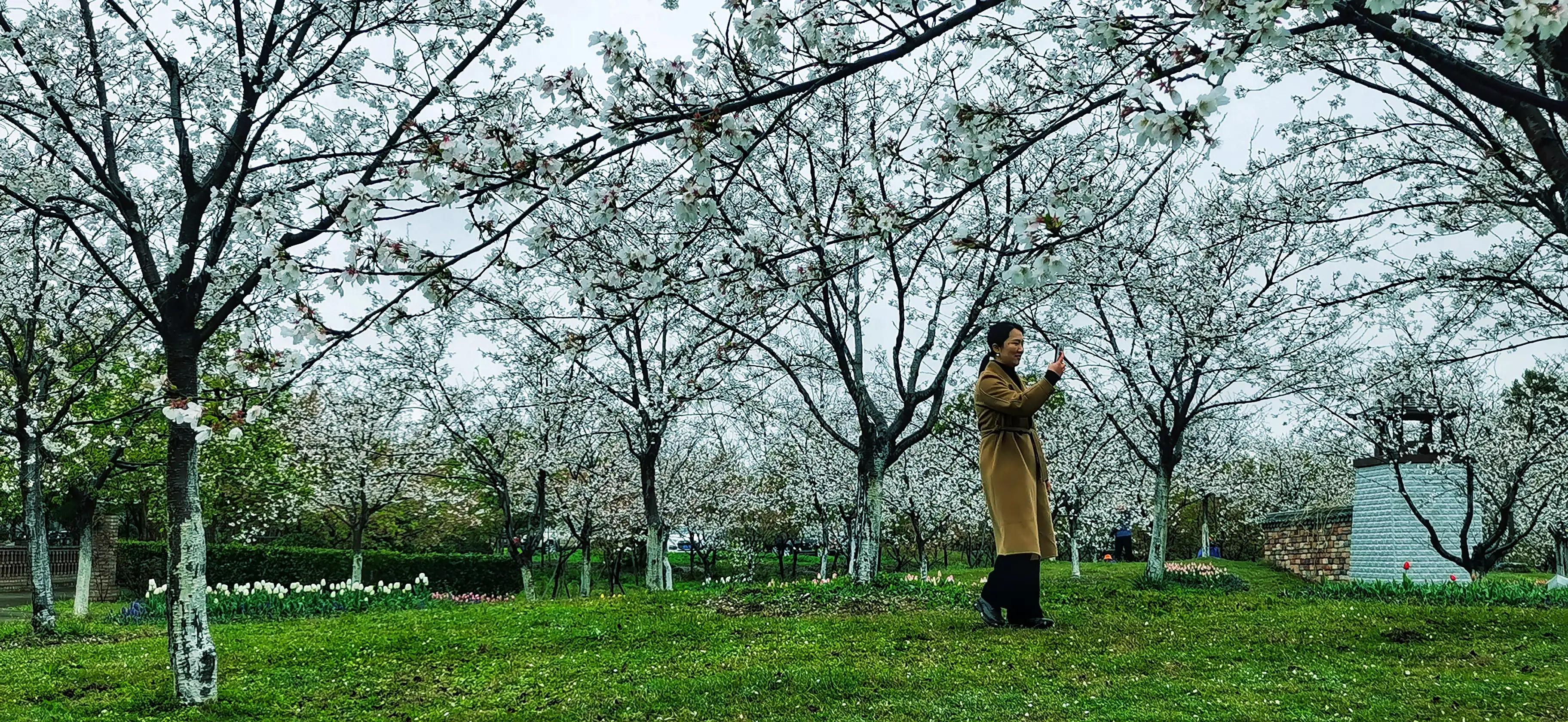 湖北宜昌花海赏花,枝江同心花海四月有什么花
