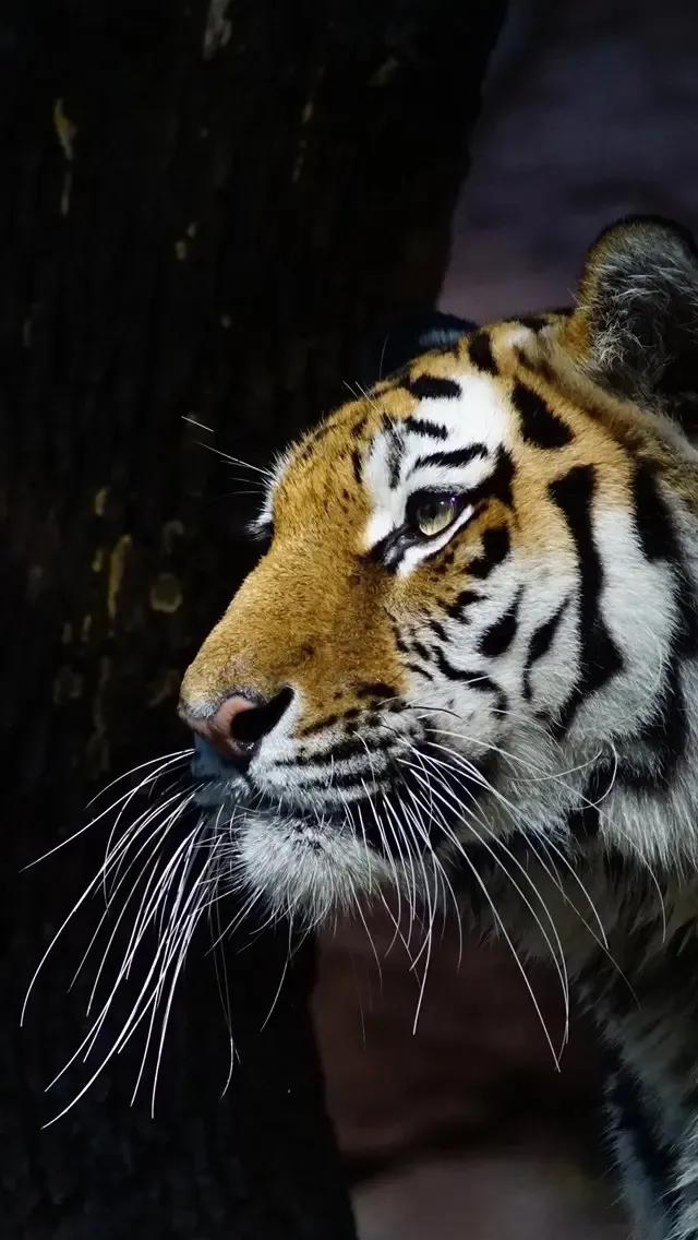 戏说老虎图文杂汇