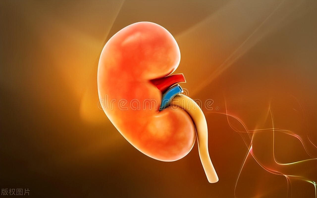 喝了水尿就多说明肾脏好吗,一喝水就尿多代表肾脏好不好