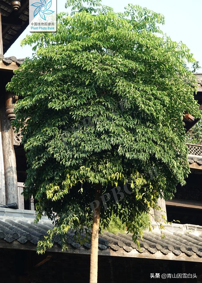 秋枫八角枫,八角枫与秋枫